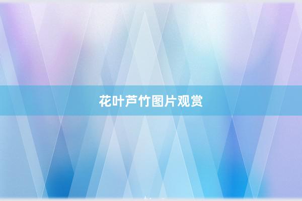 花叶芦竹图片观赏